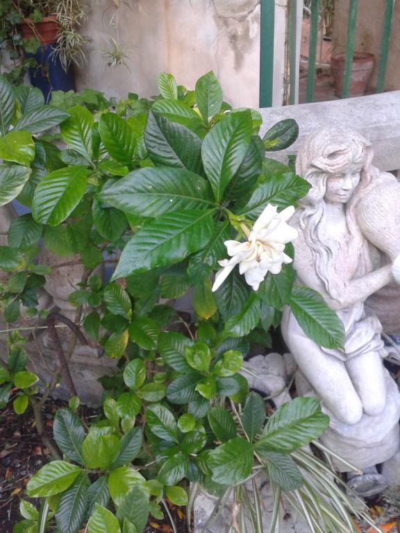 B&B Albatros Lipari  Exteriér fotografie